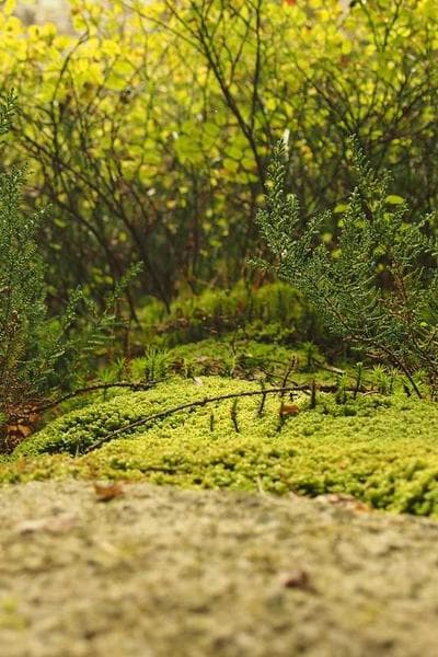 Crayfish spice product