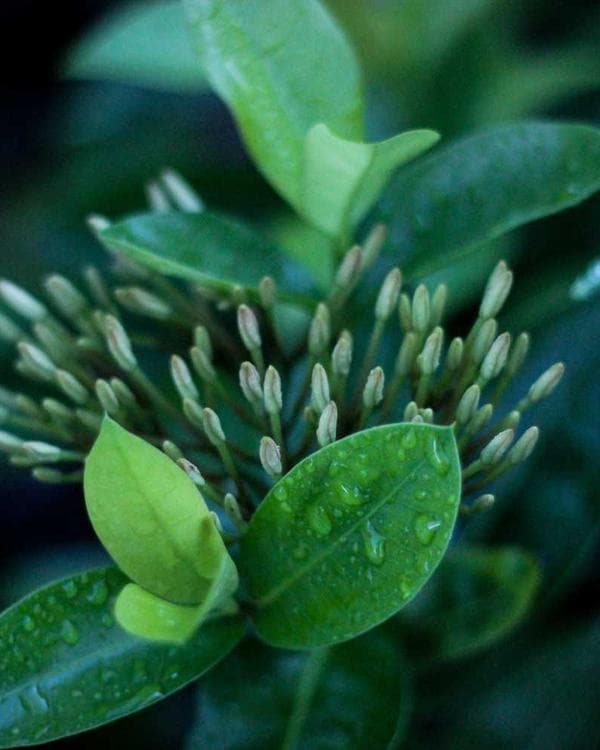 Photo of Mile 12 Fish Hub, a Fresh Fish trader at Mile 12